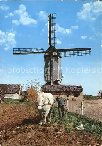 Windmuehle Holland Landwirtschaft Pferd Kat. Gebaeude und Architektur