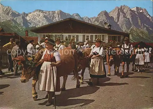 Kuehe Almabtrieb Garmisch Partenkirchen Zugspitzgruppe Kat. Tiere