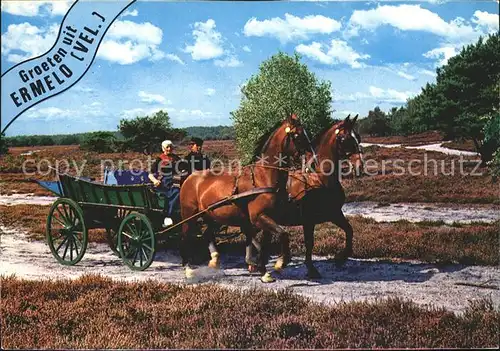 Pferdekutschen Ermelo Holland  Kat. Tiere