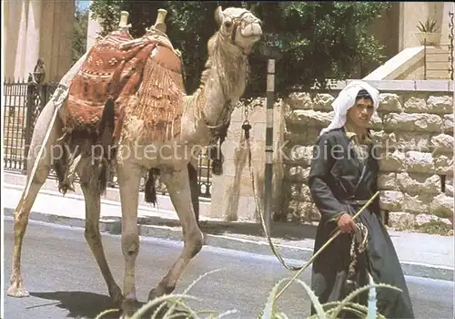 Kamele Jerusalem Old City Street Scene Kat. Tiere