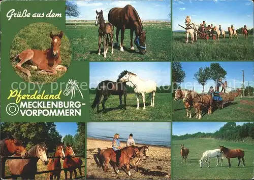 Pferde Pferdeland Mecklenburg Vorpommern  Kat. Tiere