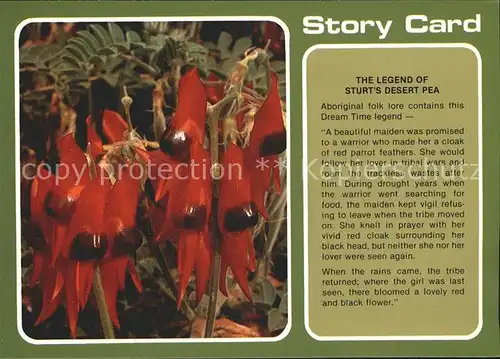 Blumen Sturt s desert pea Legend Broken Hill New South Wales  Kat. Pflanzen