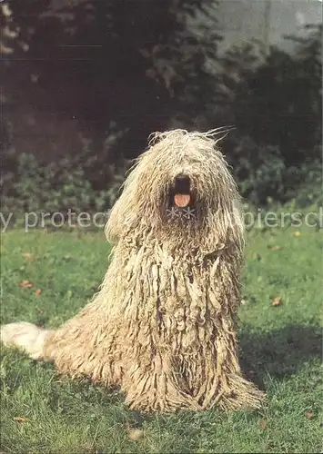 Hunde Komondor  Kat. Tiere