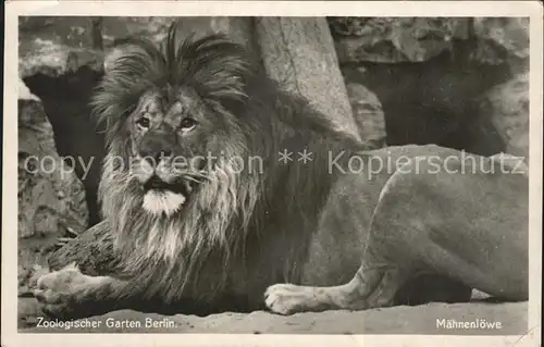 Loewe Maehnenloewe Zoologischer Garten Berlin  Kat. Tiere