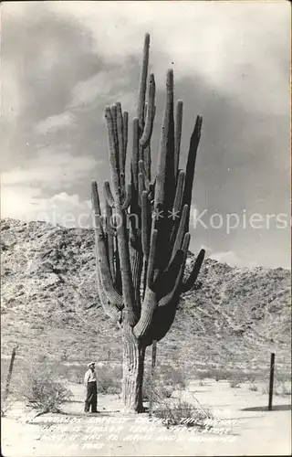 Kakteen Giant Saguaro  Kat. Pflanzen