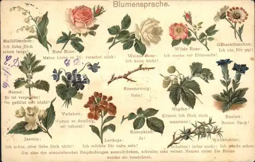Blumen Blumensprache Gaensebluemchen Rosen Wachholder Hopfen Litho Kat. Pflanzen