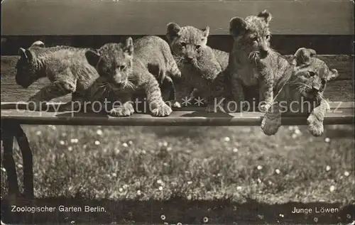 Loewe Junge Loewen Zoologischer Garten Berlin Kat. Tiere