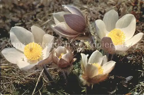 Blumen Anemone vernalis Fruehlingsanemone Pelzanemone Kat. Pflanzen