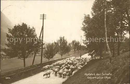 Schafe Alpfahrt Schweiz Kat. Tiere