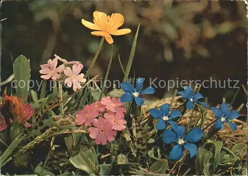 Blumen Bayrischer Enzian Mehlprimel  Kat. Pflanzen