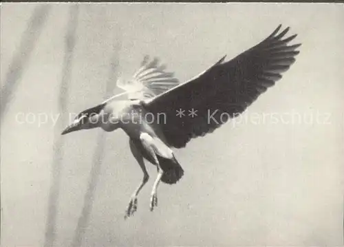 Voegel Nachtreiher Heron Bihoreau Kat. Tiere