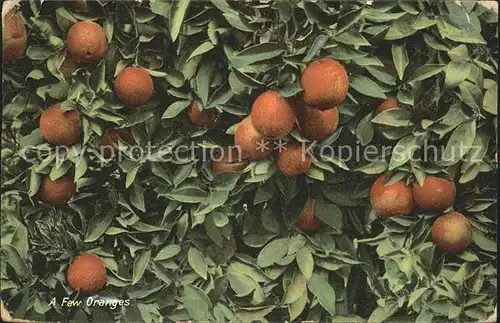 Orangen Oranges Alta Loma California Kat. Landwirtschaft