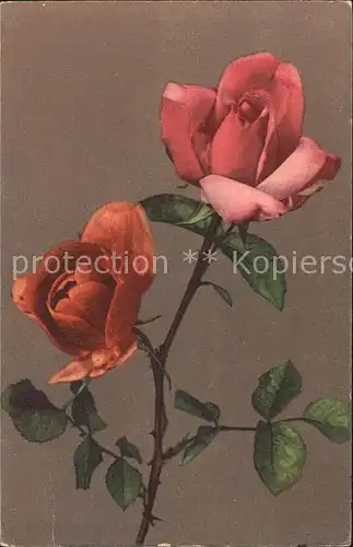 Rosen Kuenstlerkarte Shaweyer Nr. 17 Kat. Pflanzen