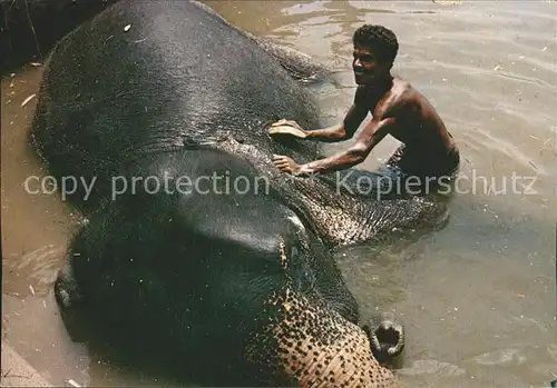 Elefant Elephant s Bath Katugastota Sri Lanka  Kat. Tiere