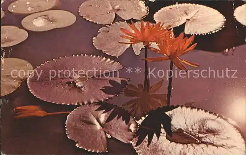 Blumen Lotus Ceylon Kat. Pflanzen