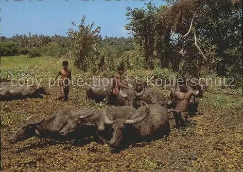 Bueffel Sri Lanka Reisbauern Landwirtschaft Ricefarmers Kat. Tiere