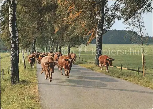 Kuehe Birkenweg Bad Woerishofen Allgaeu Kat. Tiere
