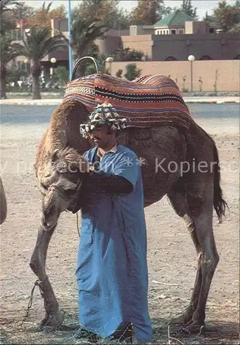 Kamele Chamelier Marrakech  Kat. Tiere