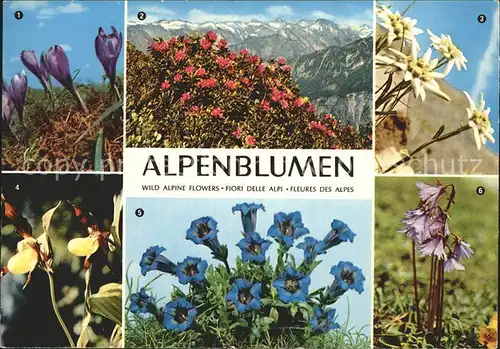 Blumen Krokus Alpenrose Edelweiss Frauenschuh Alpengloeckchen Kat. Pflanzen