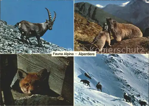 Steinbock Bergfuchs Murmeltiere Gemsen Alpentiere Kat. Tiere