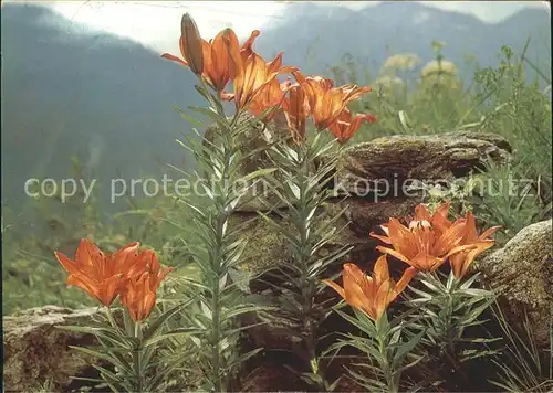 Blumen Feuerlilie Pro Infirmis Spendenkarte  Kat. Pflanzen