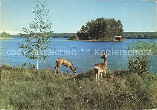 Reh Norwegen  Kat. Tiere