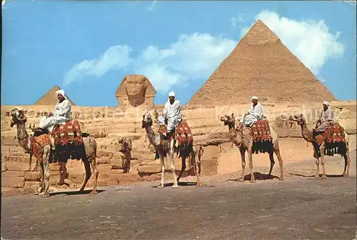 Kamele Giza Great Sphinx Khephren Pyramid  Kat. Tiere