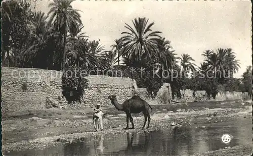 Kamele Oued dans la Palmeraie Afrique du Nord  / Tiere /