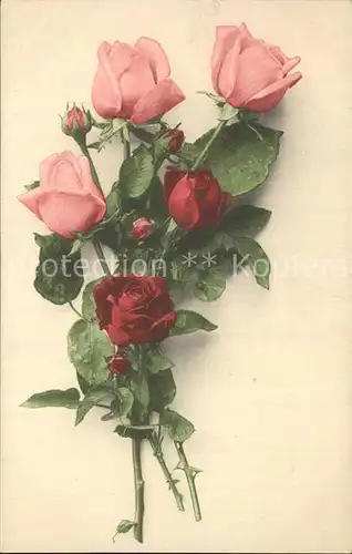 Rosen  / Pflanzen /