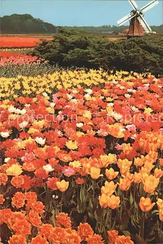 Blumen Tulpen Tulipshow Frans Roozen Vogelenzang Holland  / Pflanzen /