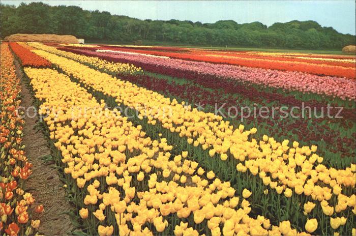 Blumen Tulpen Tulipshow Frans Roozen Vogelenzang... oldhting.de