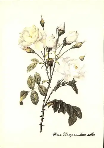 Rosen Rosa Campanulata alba  / Pflanzen /