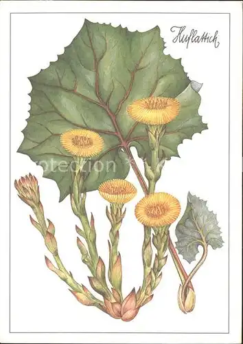 Blumen Huflattich Zeichnung Christiane Gottschlich / Pflanzen /