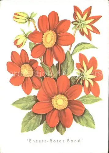 Blumen Mignondahlie Enzett-Rotes Band Ernst Halwass  / Pflanzen /