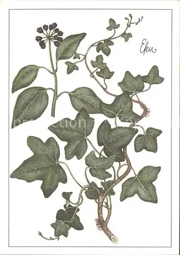 Pflanzen Efeu Zeichnung Christiane Gottschlich / Pflanzen /