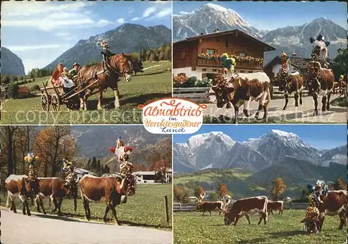Kuehe Almabtrieb Berchtesgadener Land  / Tiere /