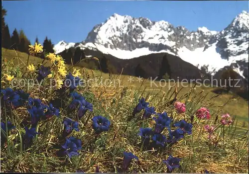 Blumen Alpenflora Stengelloser Enzian Primel / Pflanzen /