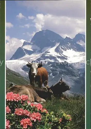 Kuehe Alpenrosen Berge / Tiere /