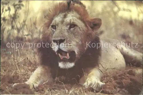 Loewe Black Maned Lion Manyara National Park Tanzania / Tiere /