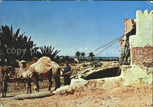 Kamele Tunesien / Tiere /