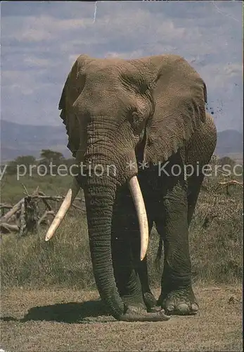 Elefant African Elephant  / Tiere /