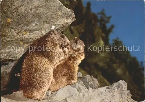 Murmeltier Marmottes Marmots  Kat. Tiere