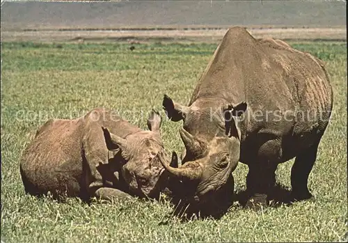 Nashorn Rhinoceros Afrika  Kat. Tiere