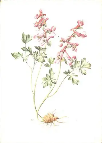 Blumen A. M. Trechslin Lerchensporn Spendenkarte Krebsbekaempfung  / Pflanzen /