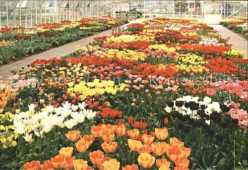 Blumen Tulipshow Frans Roozen Vogelenzang Holland  / Pflanzen /