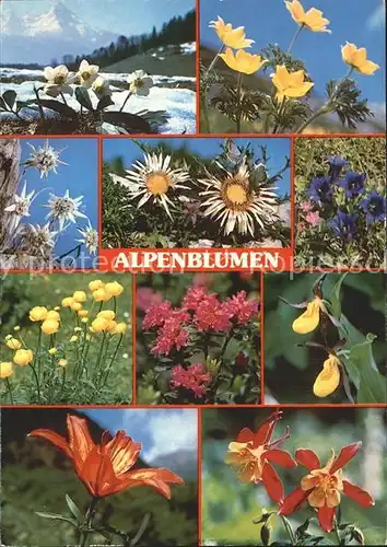 Blumen Alpenblumen Schneerose Frauenschuh Silberdistel  Akelei  / Pflanzen /