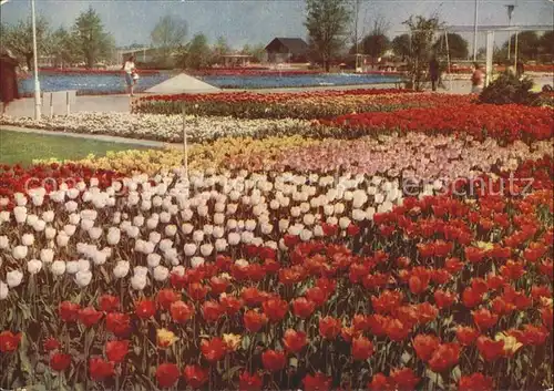Gartenbauaustellung Erfurt Tulpen  / Expositions /