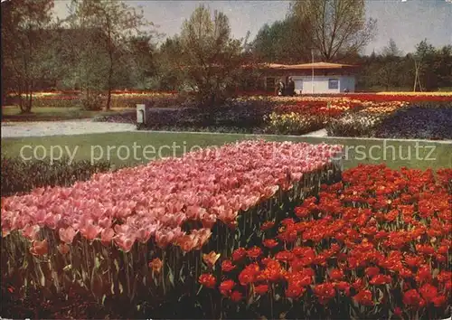 Gartenbauaustellung Erfurt Tulpenfelder / Expositions /