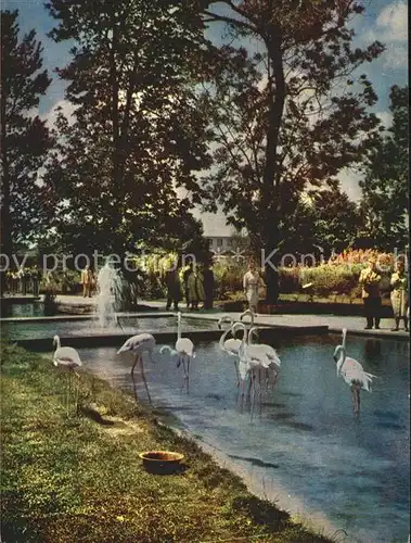 Gartenbauaustellung Erfurt Flamingos Wasserachse  / Expositions /