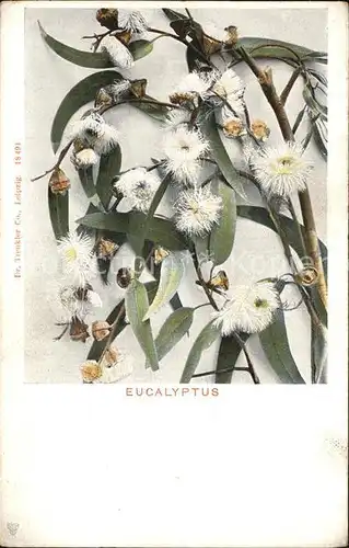 Blumen Eucalyptus  Kat. Pflanzen